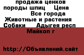 продажа ценков породы шпиц  › Цена ­ 35 000 - Все города Животные и растения » Собаки   . Адыгея респ.,Майкоп г.